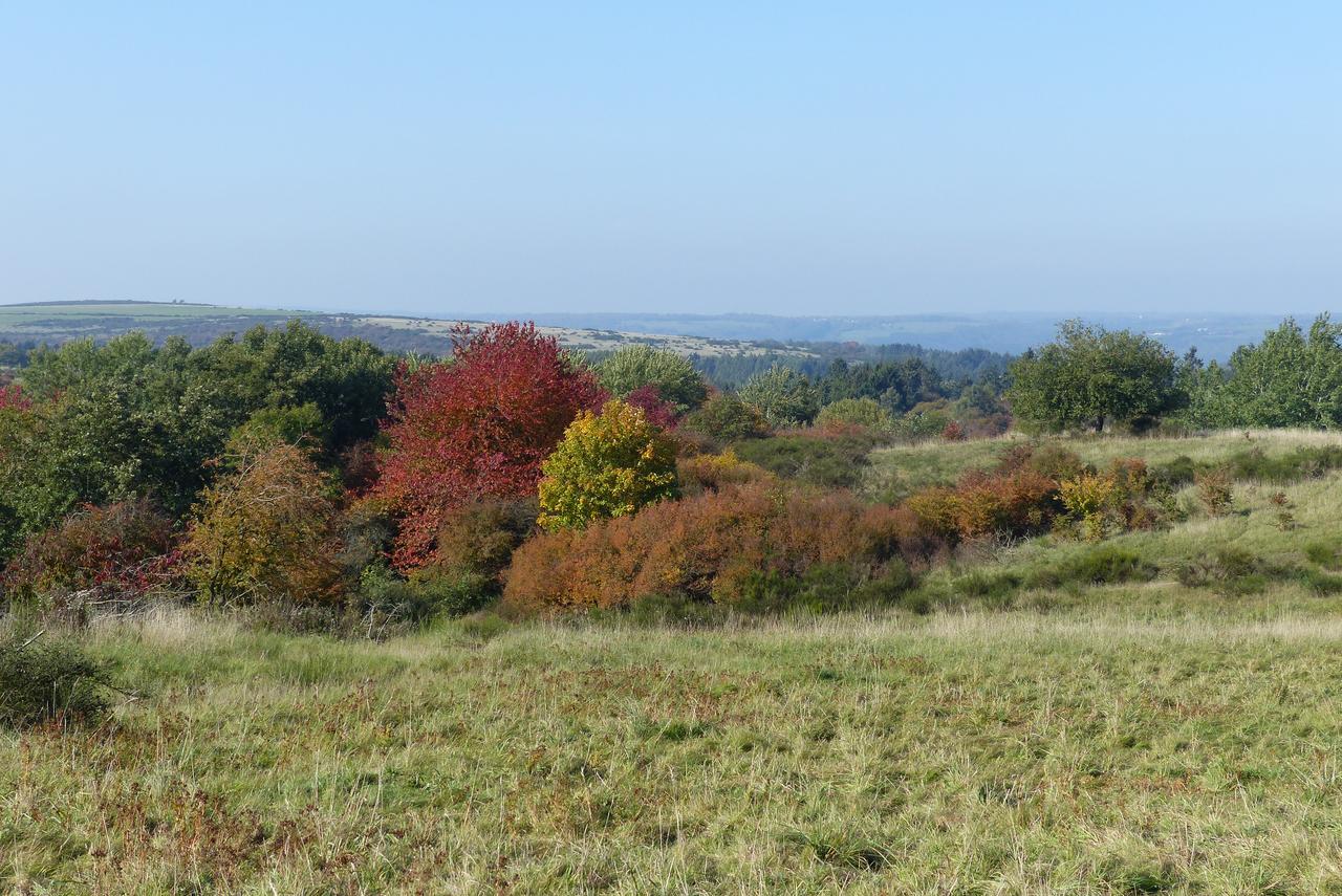 שליידן Chalets Am National Park Eifel מראה חיצוני תמונה